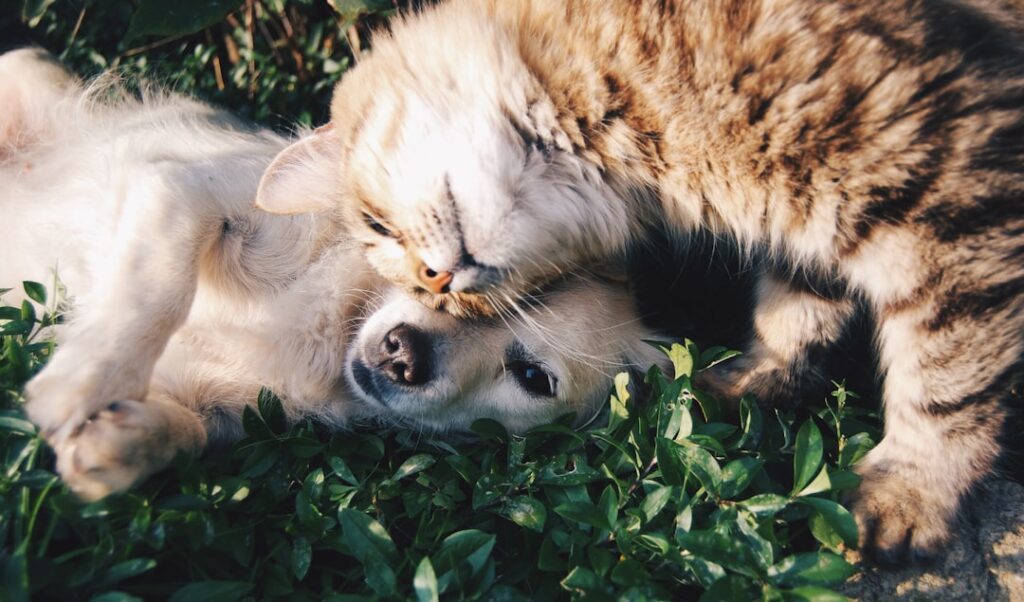 How to Make Your Home More Pet-Friendly
